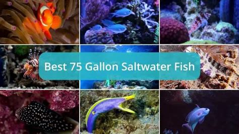 largest saltwater fish|best fish for 75 gallon freshwater aquarium.
